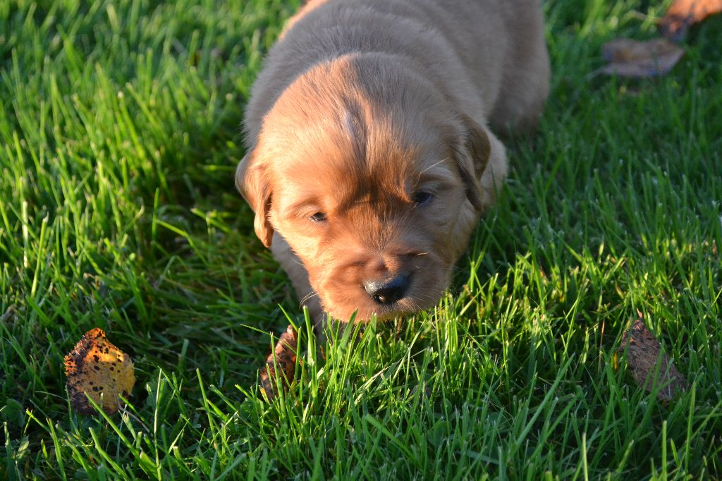 de La Plaine Bourbonnaise - Chiot disponible  - Golden Retriever