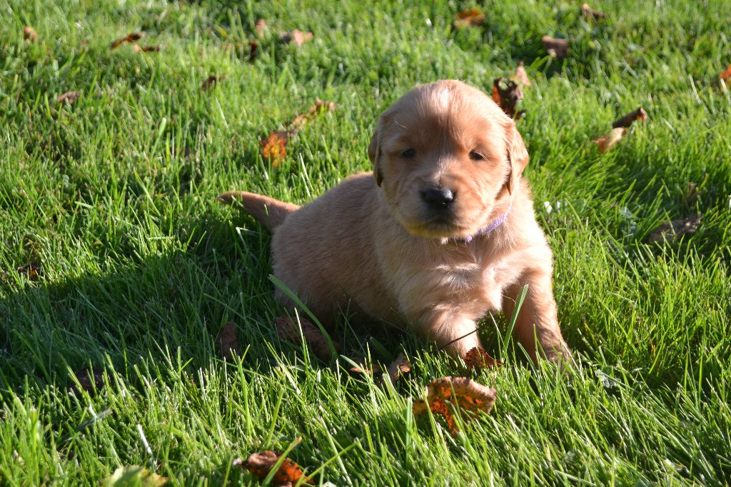 de La Plaine Bourbonnaise - Chiot disponible  - Golden Retriever