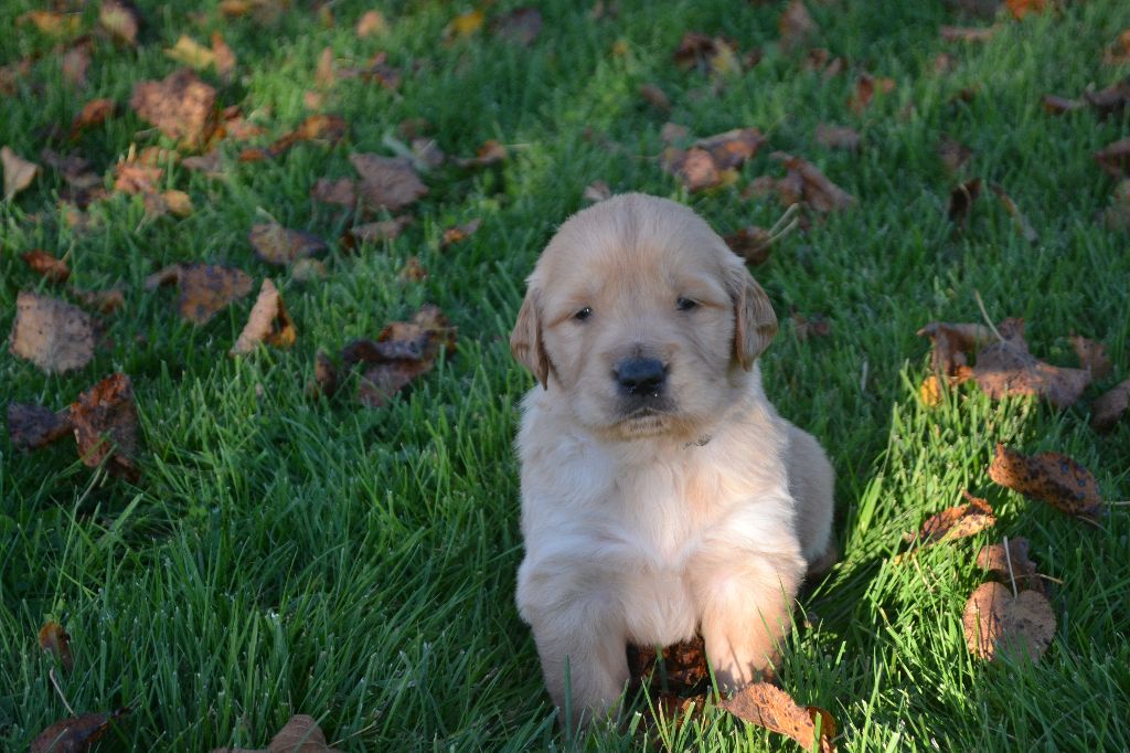 de La Plaine Bourbonnaise - Chiot disponible  - Golden Retriever