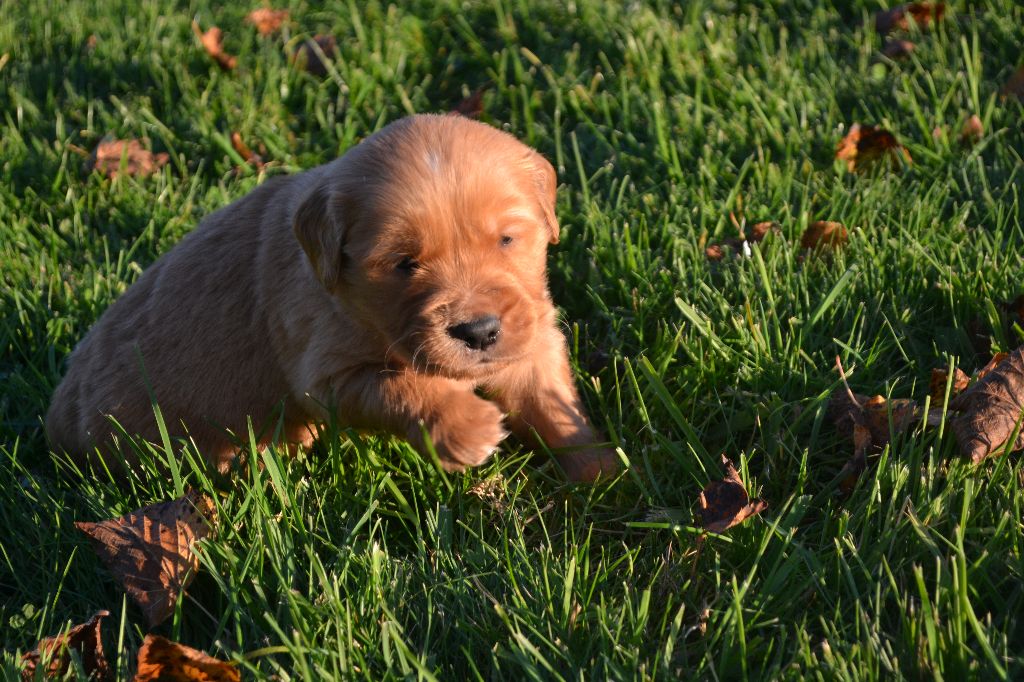 de La Plaine Bourbonnaise - Chiot disponible  - Golden Retriever