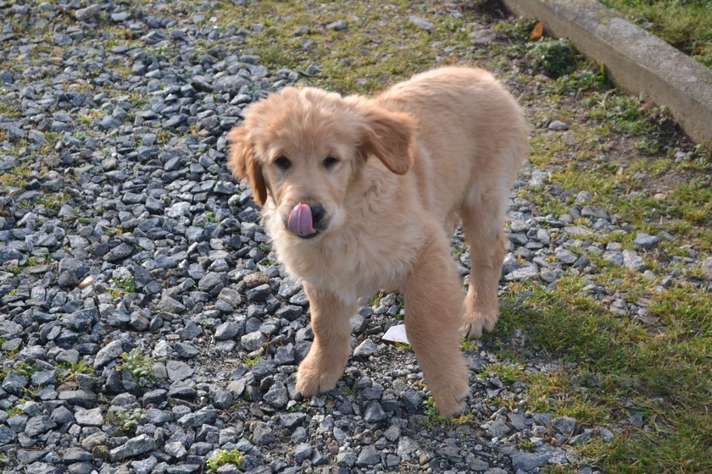 de La Plaine Bourbonnaise - Chiot disponible  - Golden Retriever