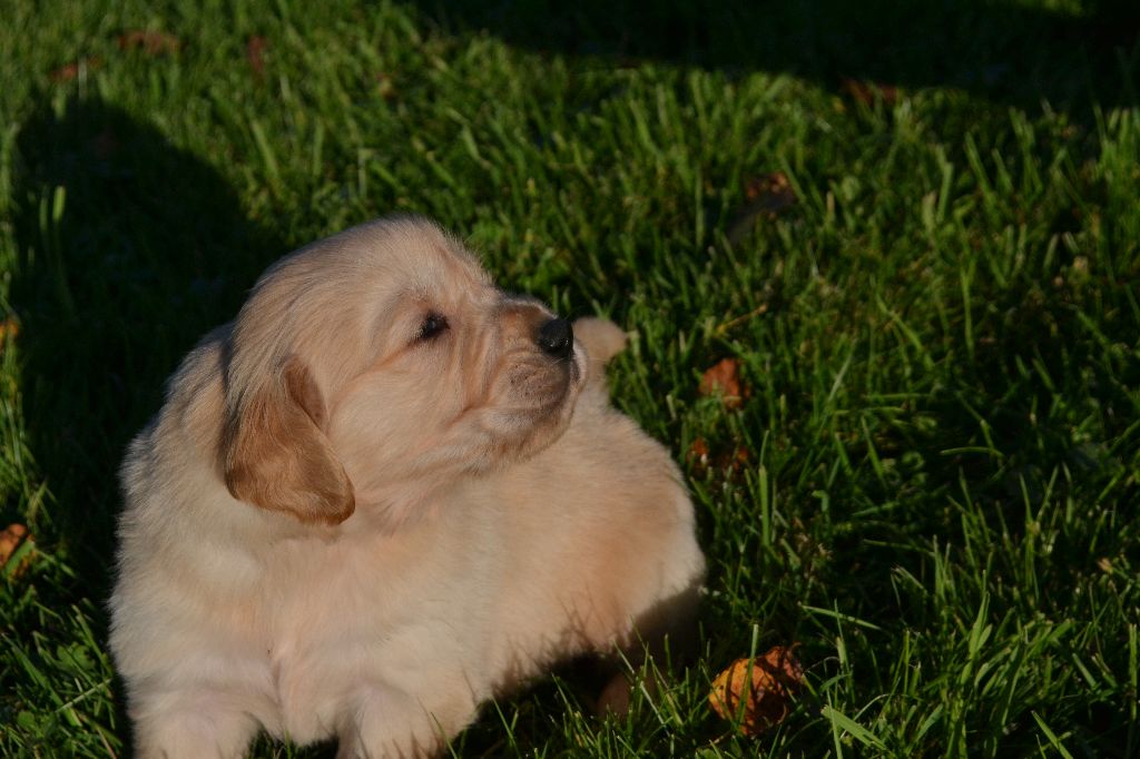 de La Plaine Bourbonnaise - Chiot disponible  - Golden Retriever