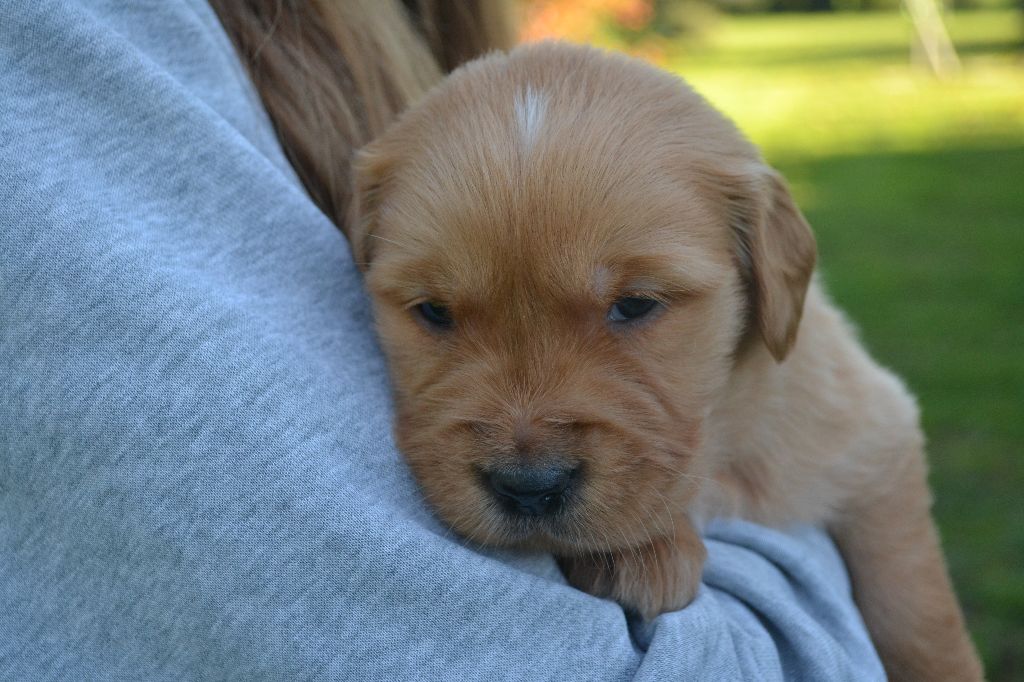 de La Plaine Bourbonnaise - Chiot disponible  - Golden Retriever